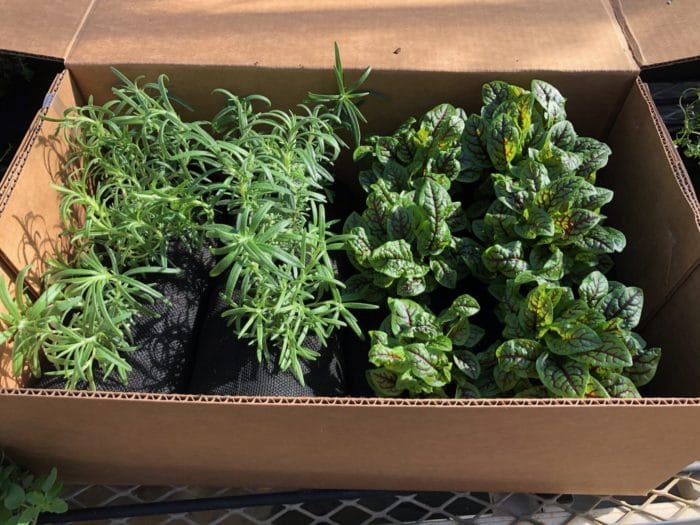 Planted Vardensoks in box