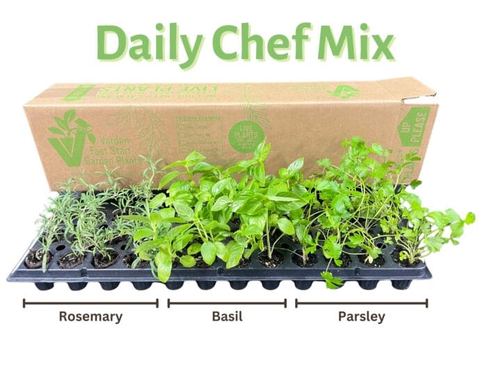 Daily Chef mix including Rosemary, Basil and Parsley plants