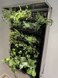 indoor kitchen garden with herbs