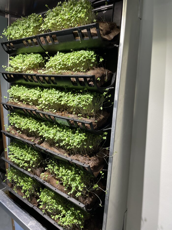 Microgreens in Varden indoor kitchen vertical garden