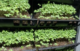 Microgreens growing in varden pouches