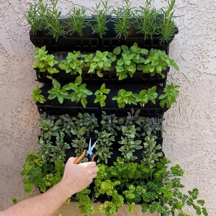 Wall mounted varden 36 vertical garden with hand to show scale