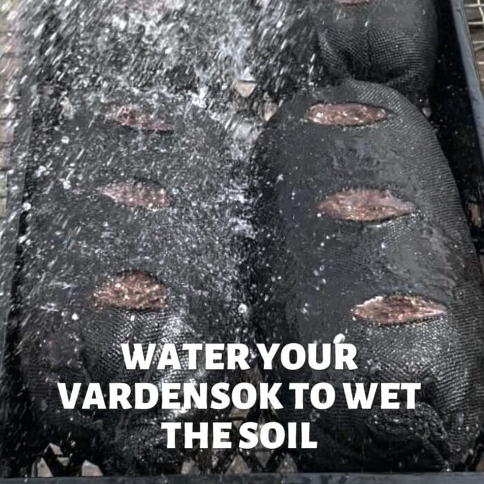 Watering before planting the Vardensok