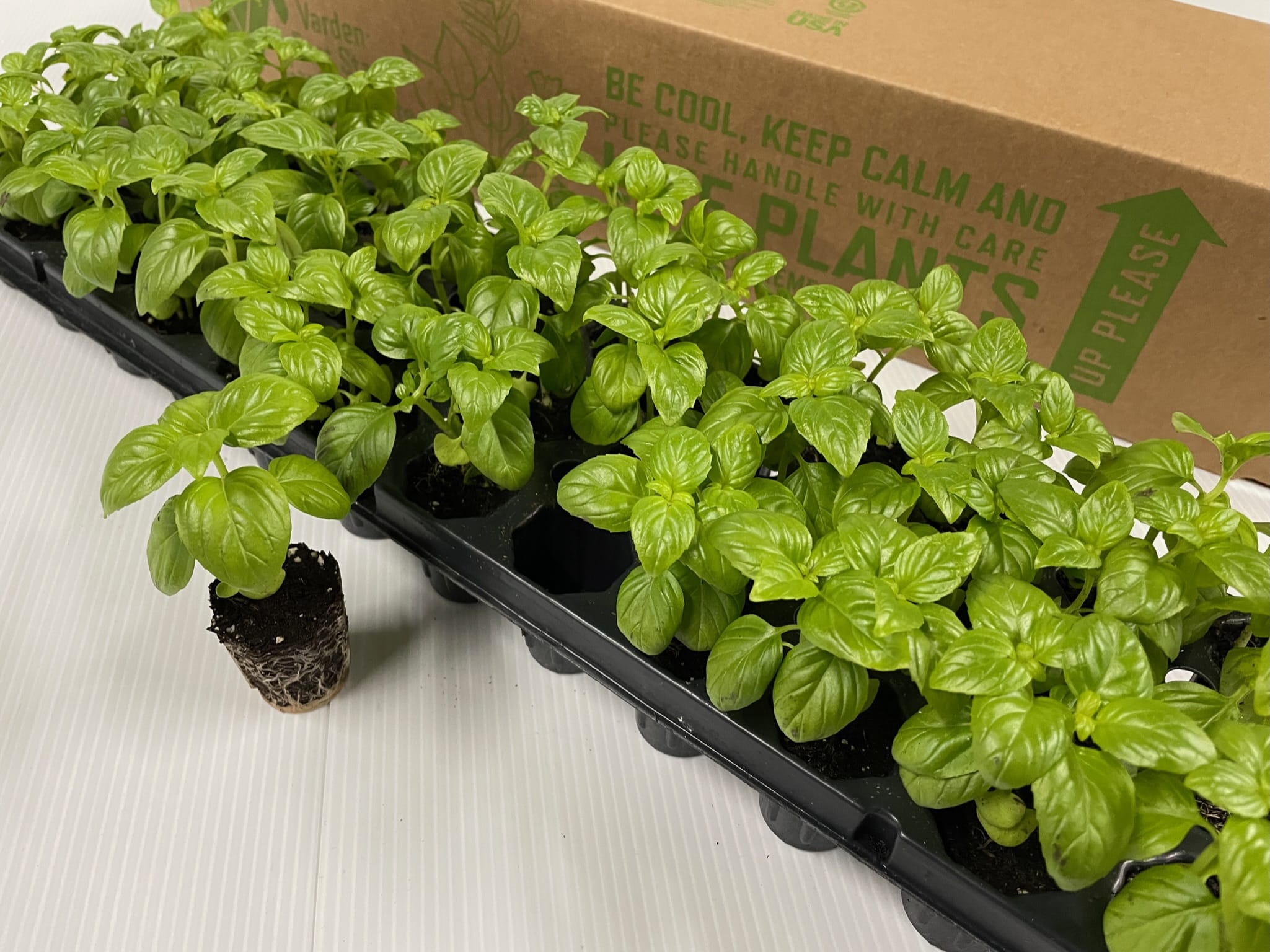 Live basil plants in tray