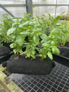 Three basil plants grow out of a Vardensok