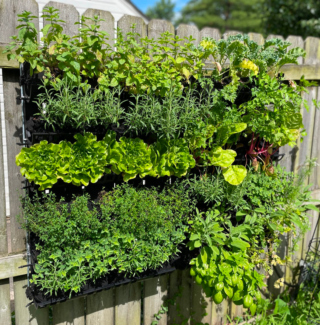 Vertical Garden 36 units on fence