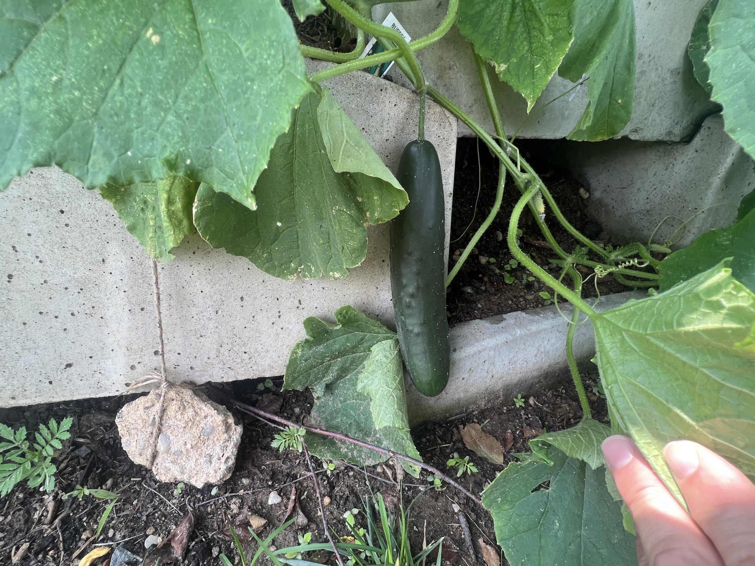 Cucumber growing in a retaining wall