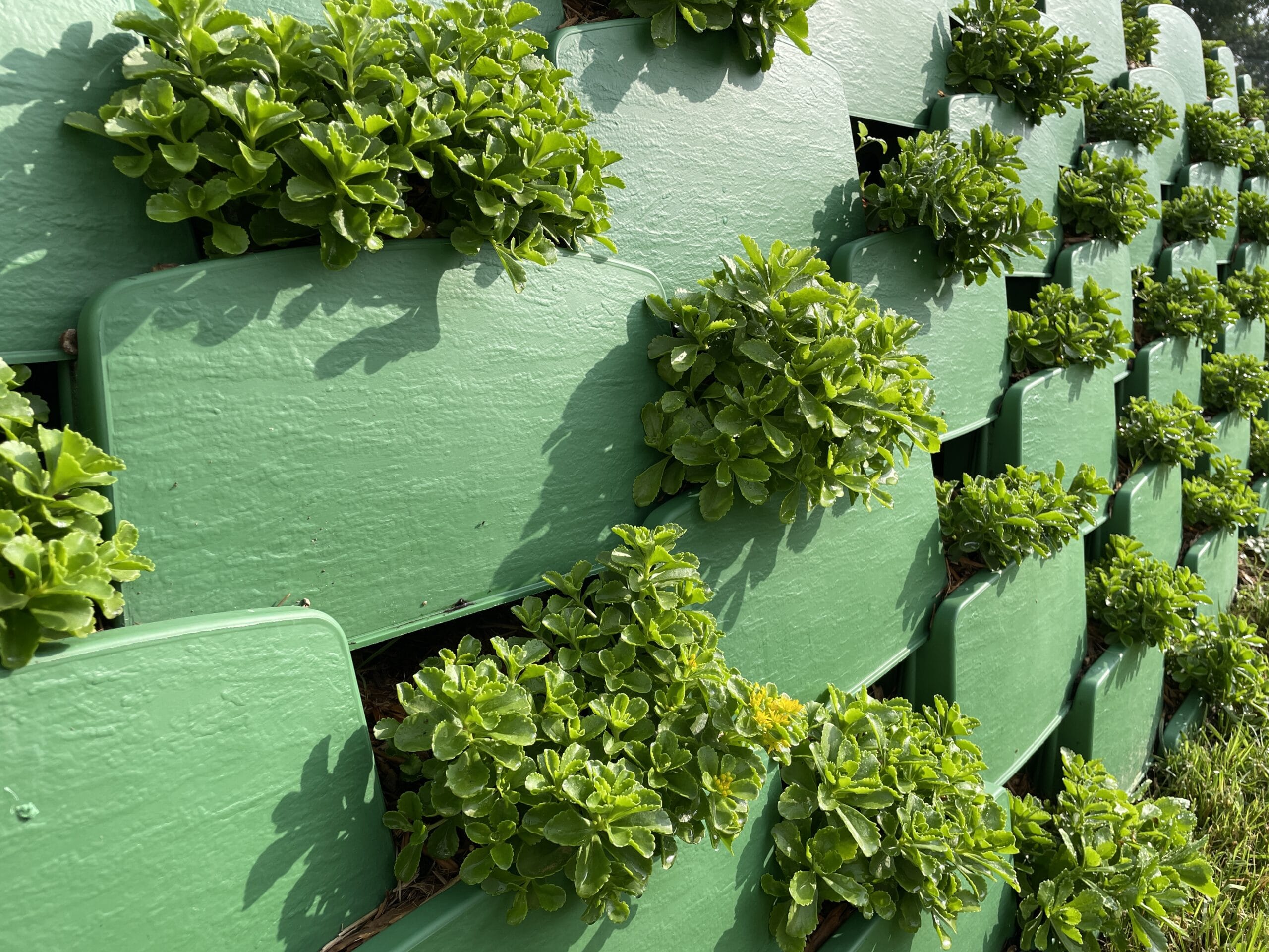Sedum growing in a living retaining wall