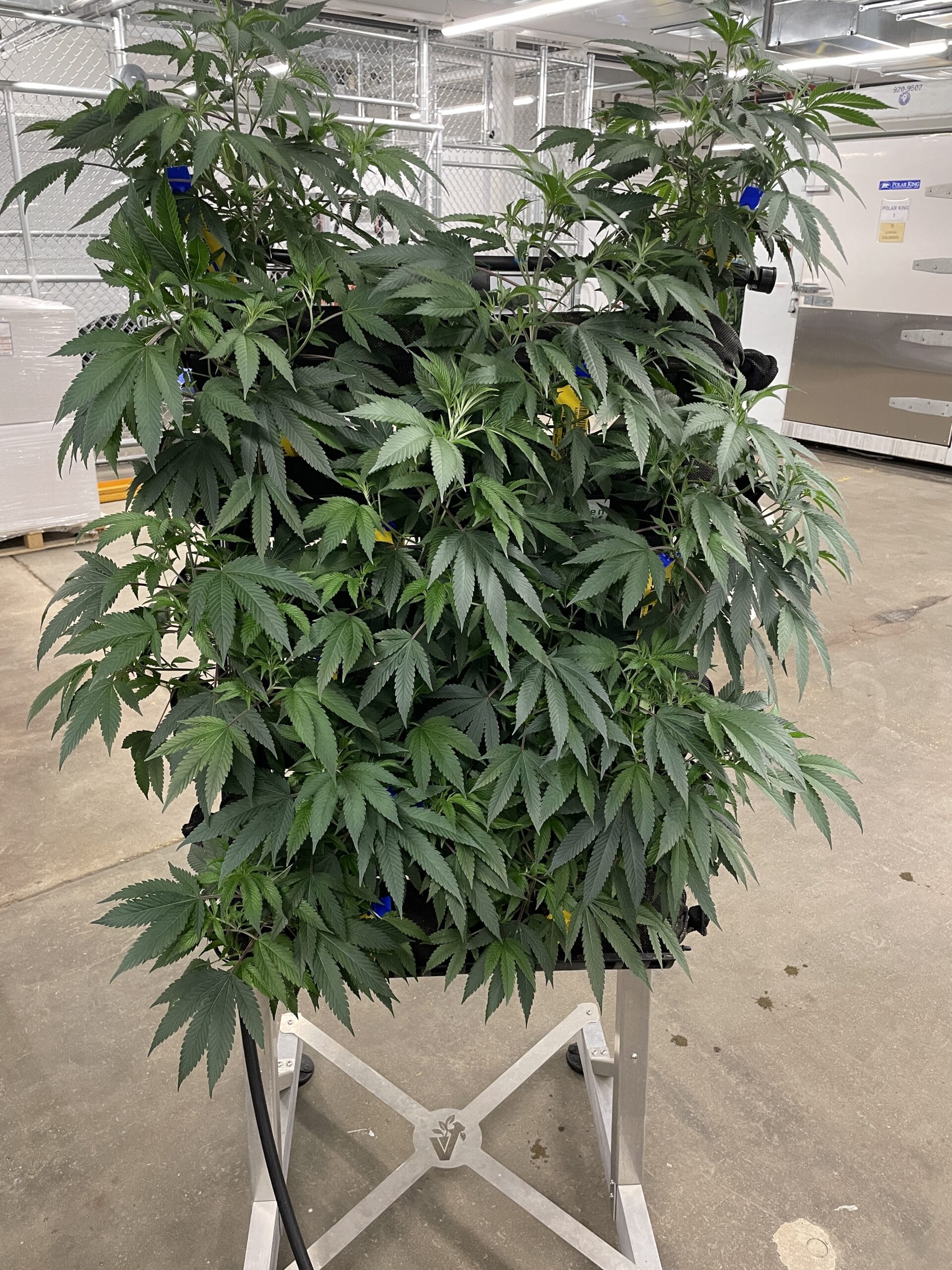 Cannabis growing vertically on a rack
