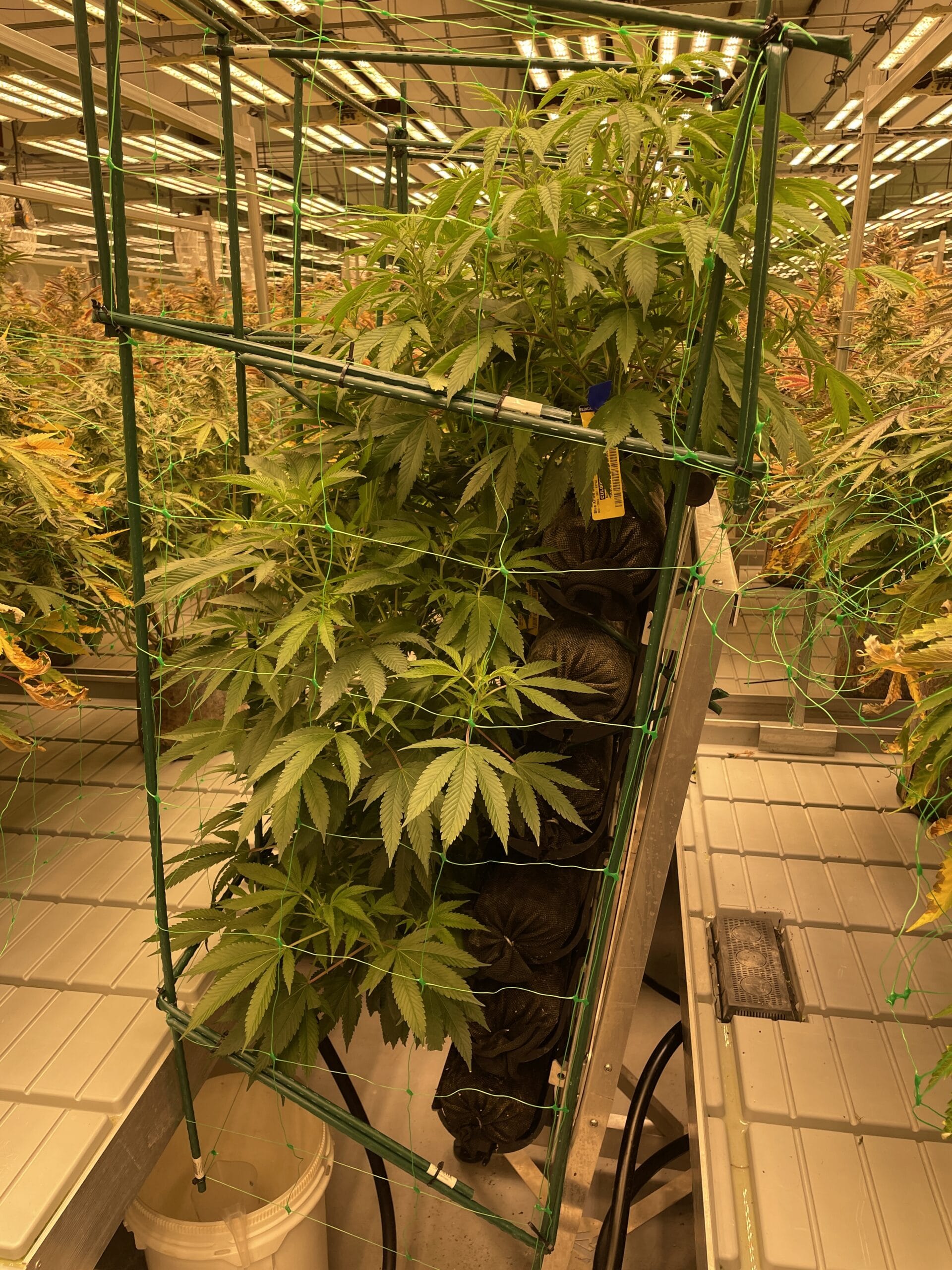 Cannabis planted vertical garden rack