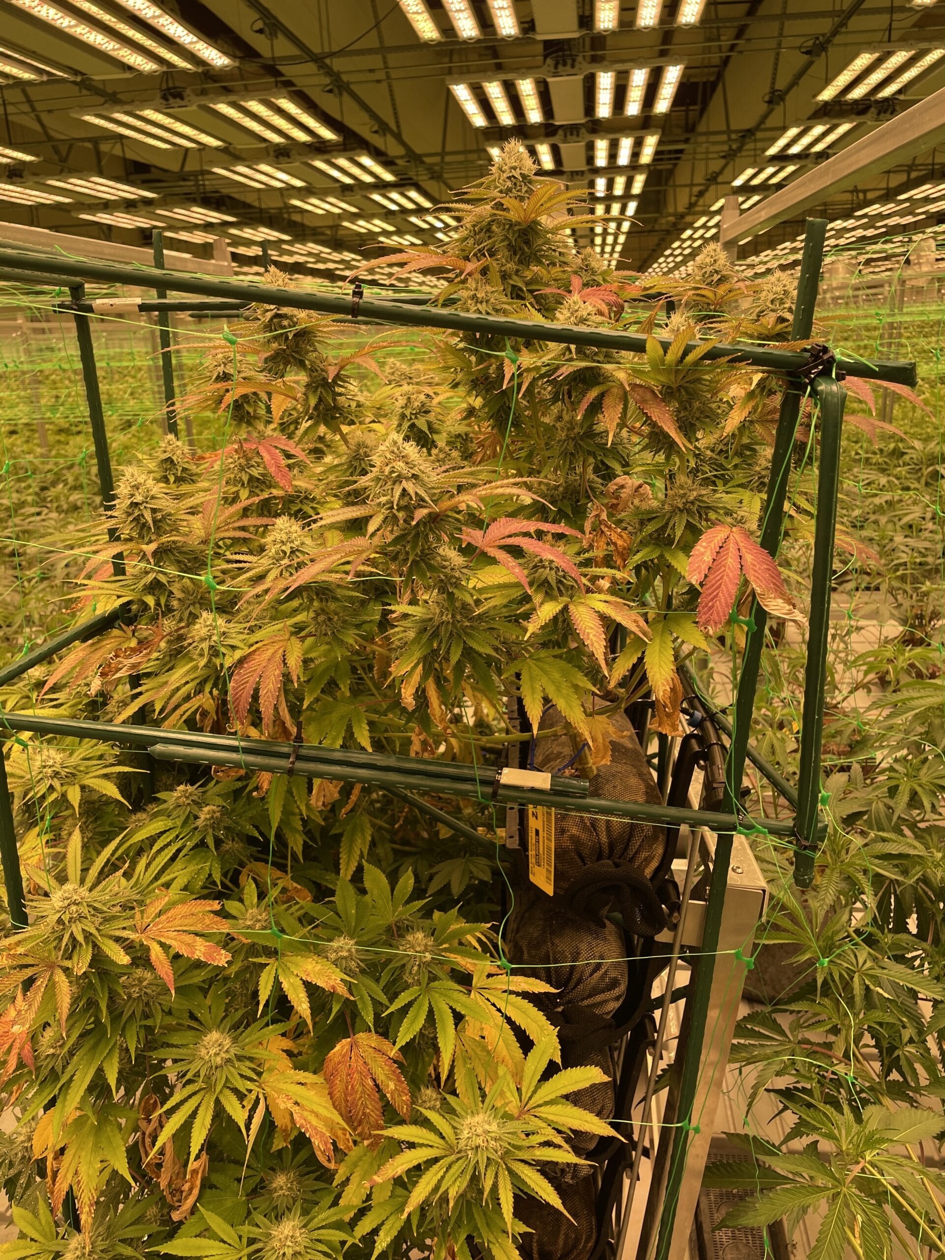 Maturing cannabis plants